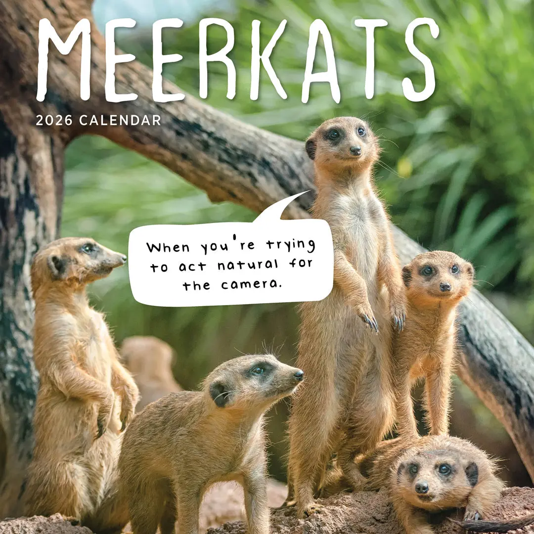 Paper Pocket Meerkats 2026 Calendar 1
