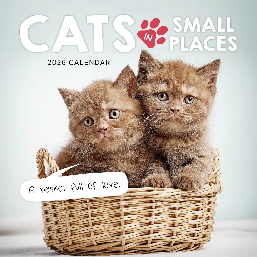Paper Pocket Cats In Small Places 2026 Calendar 1