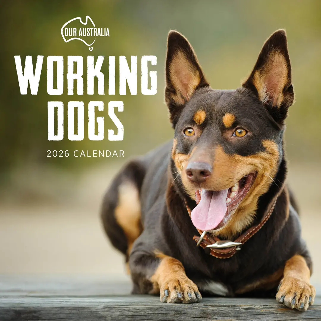 Paper Pocket Our Australia Working Dogs 2026 Calendar 1