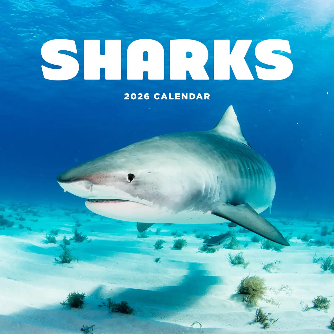 Paper Pocket Sharks 2026 Calendar 1