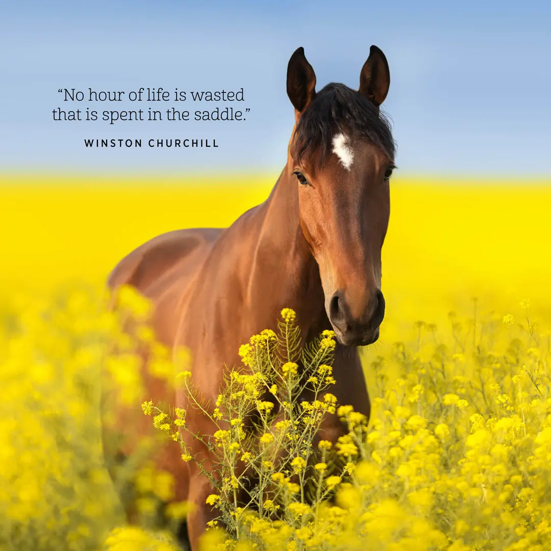 Paper Pocket Our Australia Horses At Home 2026 Calendar 2