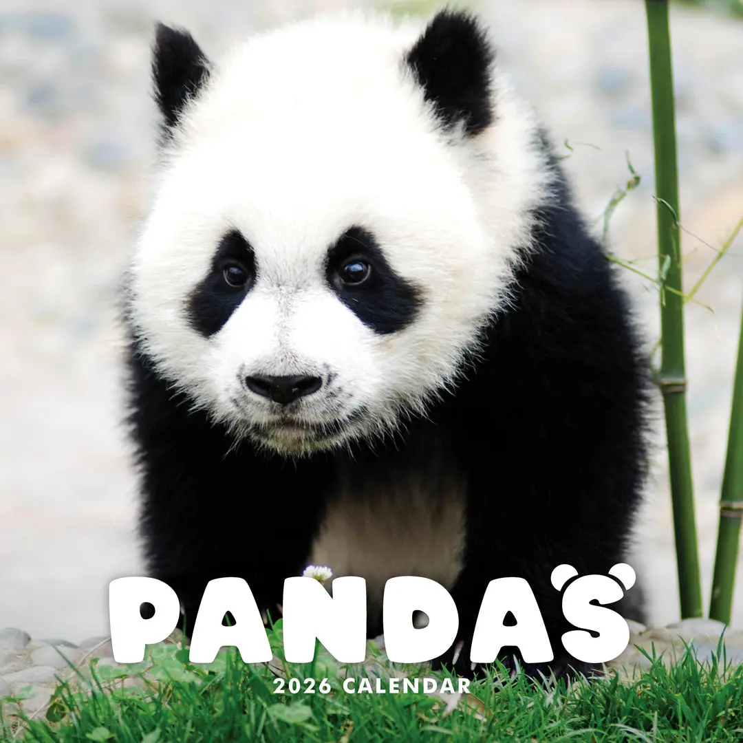 Paper Pocket Pandas 2026 Calendar 1