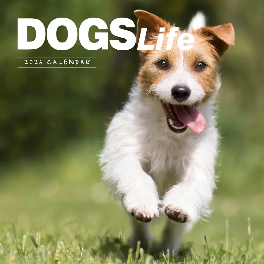 Paper Pocket Dogs Life 2026 Calendar 1