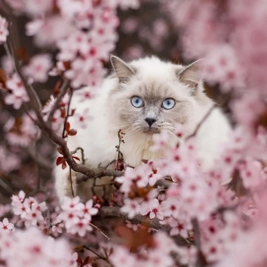 Paper Pocket Ragdolls 2026 Calendar 2