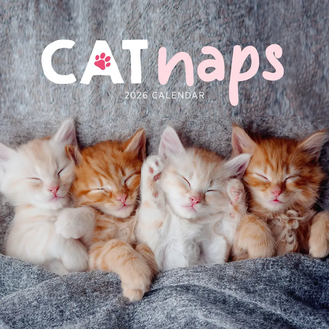 Paper Pocket Cat Naps 2026 Calendar 1