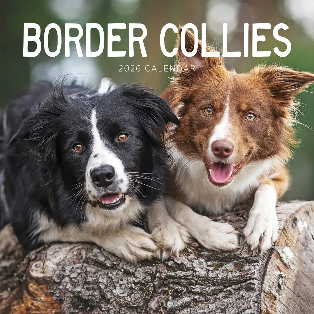 Paper Pocket Border Collies 2026 Calendar 1