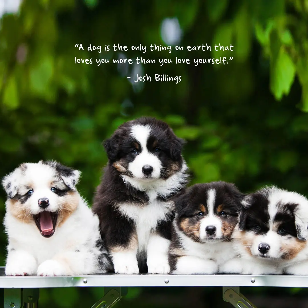 Paper Pocket Puppies 2026 Calendar 2