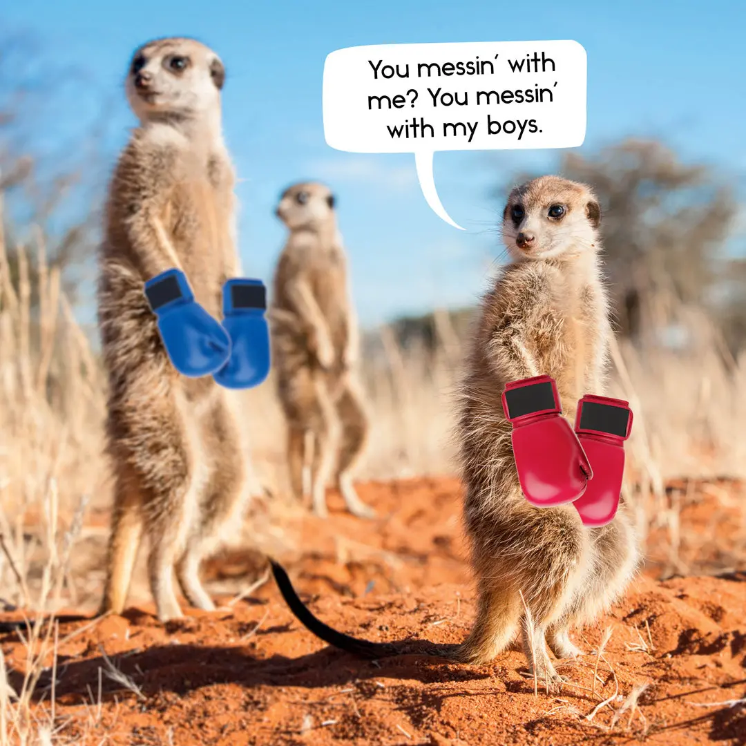 Paper Pocket Gangs Of Meerkat Manor 2026 Calendar 2