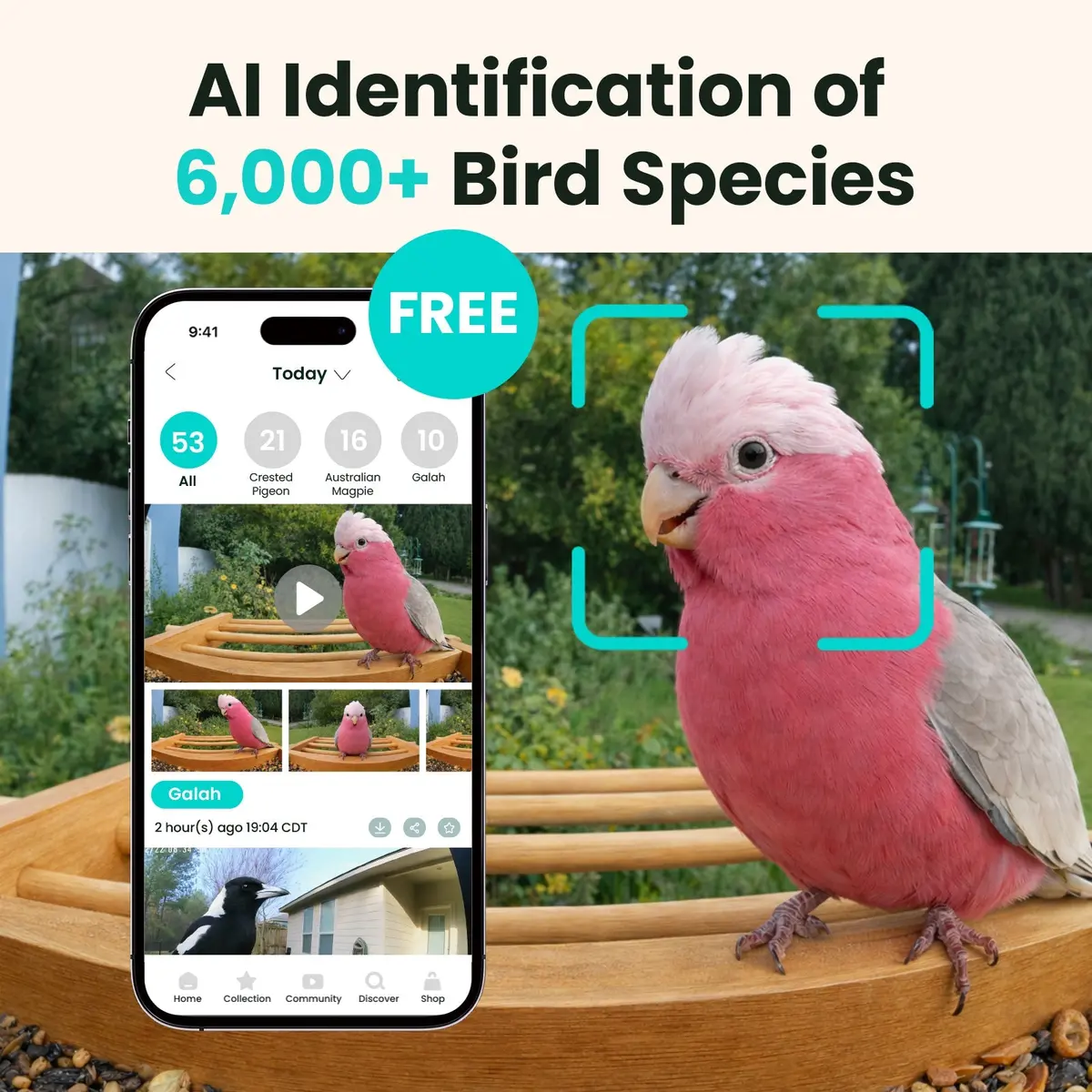 Birdfy Feeder Bamboo Ai Lifetime Free With Solar 2