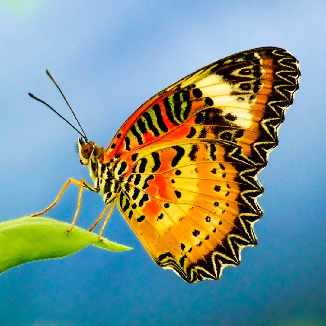 Paper Pocket Butterflies 2026 Calendar 2