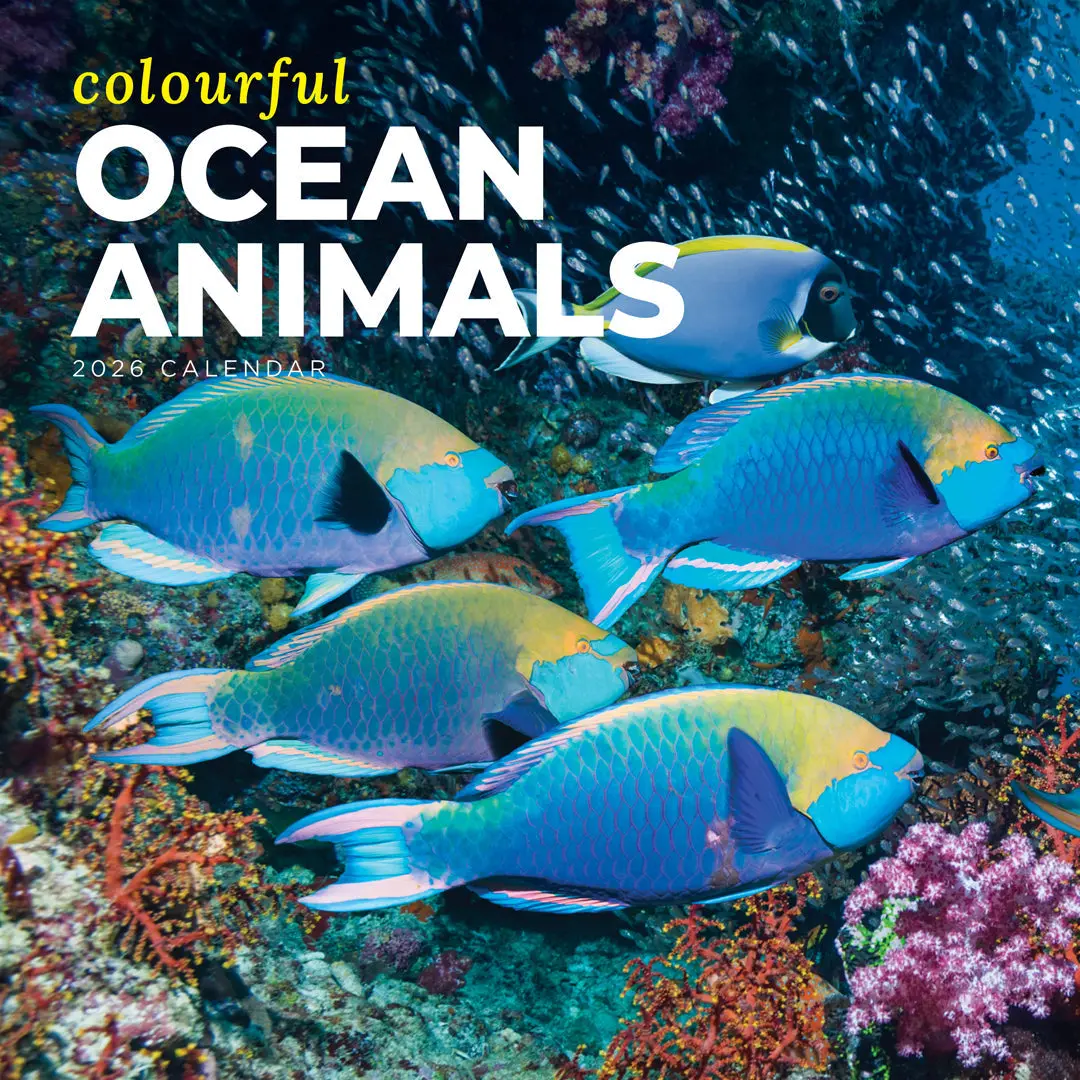 Paper Pocket Colourful Ocean Animals 2026 Calendar 1