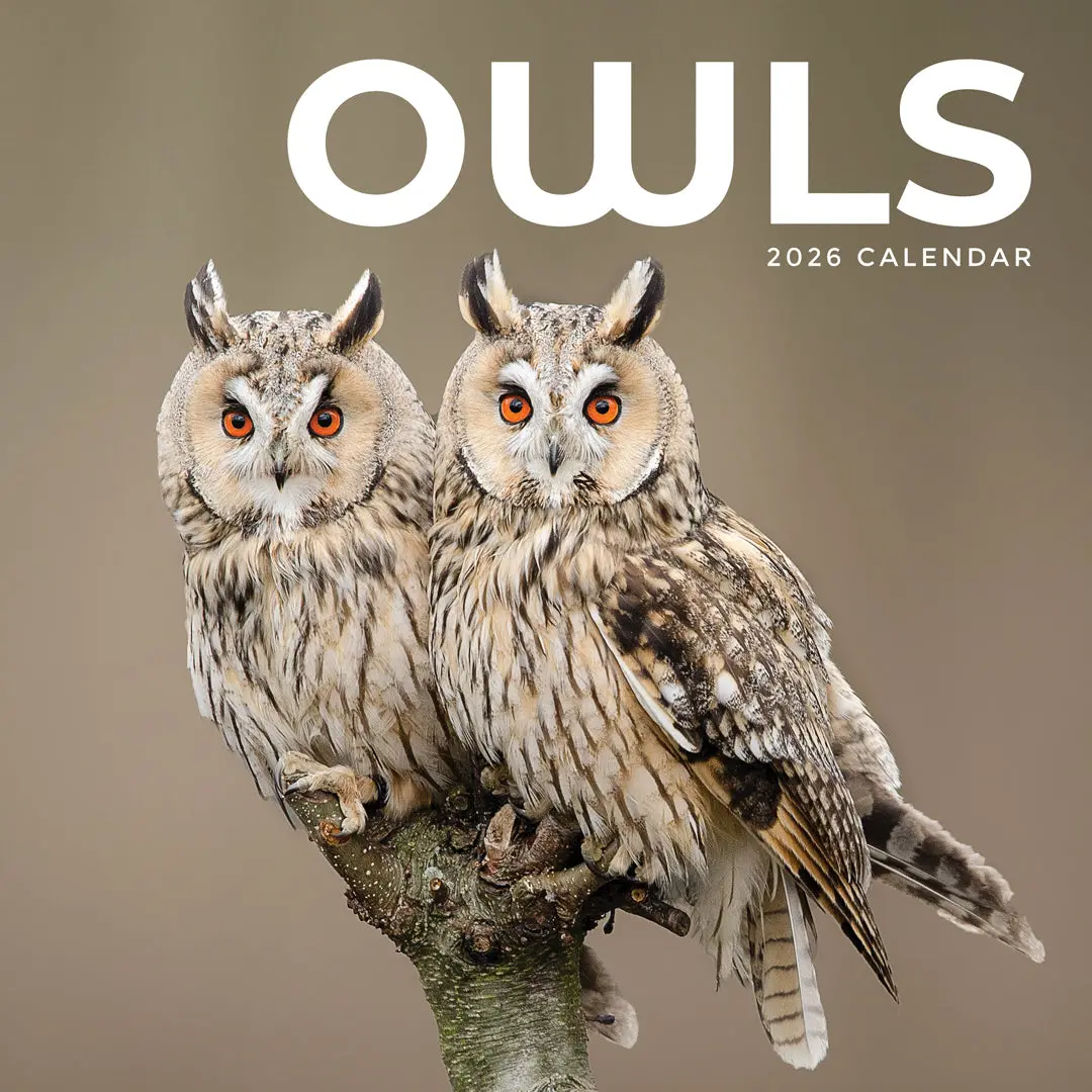 Paper Pocket Owls 2026 Calendar 1