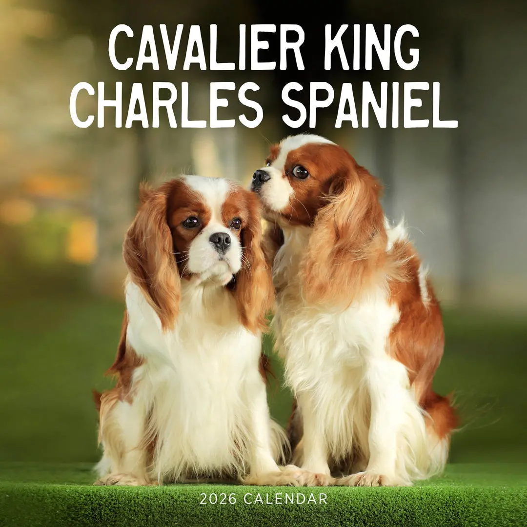 Paper Pocket Cavalier King Charles Spaniel 2026 Calendar 1