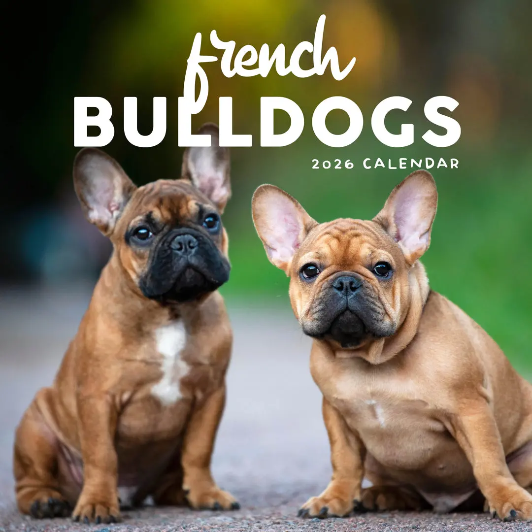 Paper Pocket French Bulldogs 2026 Calendar 1