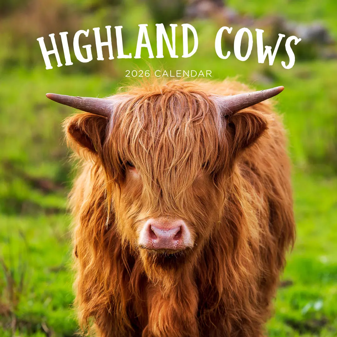 Paper Pocket Highland Cows 2026 Calendar 1