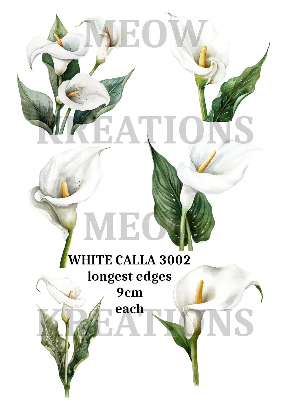 White Calla 3002 1