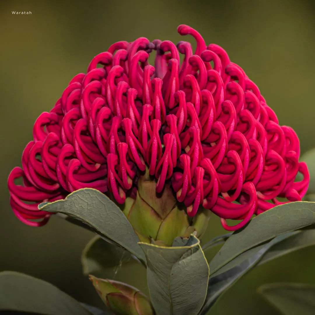 Paper Pocket Our Australia Flowers 2026 Calendar 2