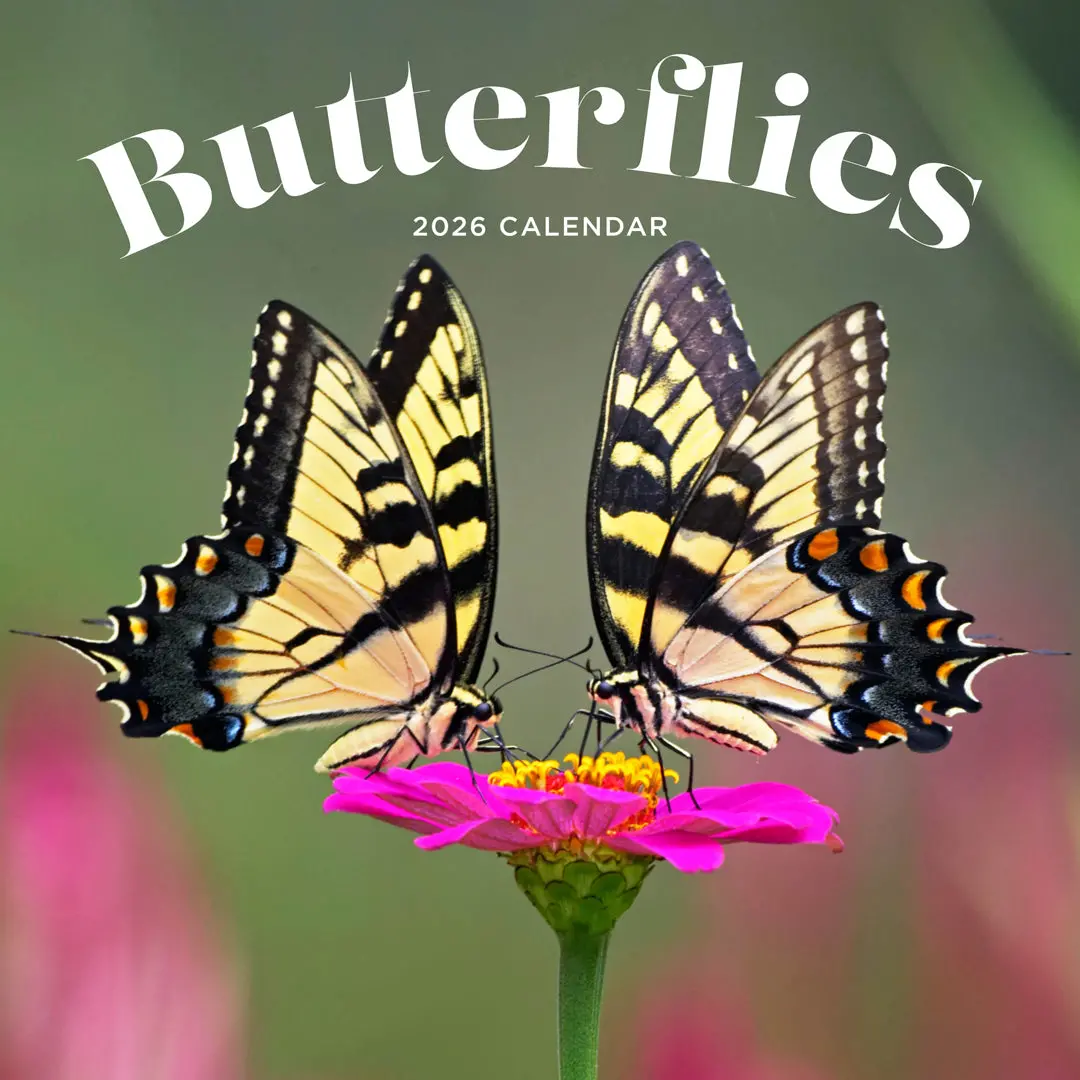 Paper Pocket Butterflies 2026 Calendar 1