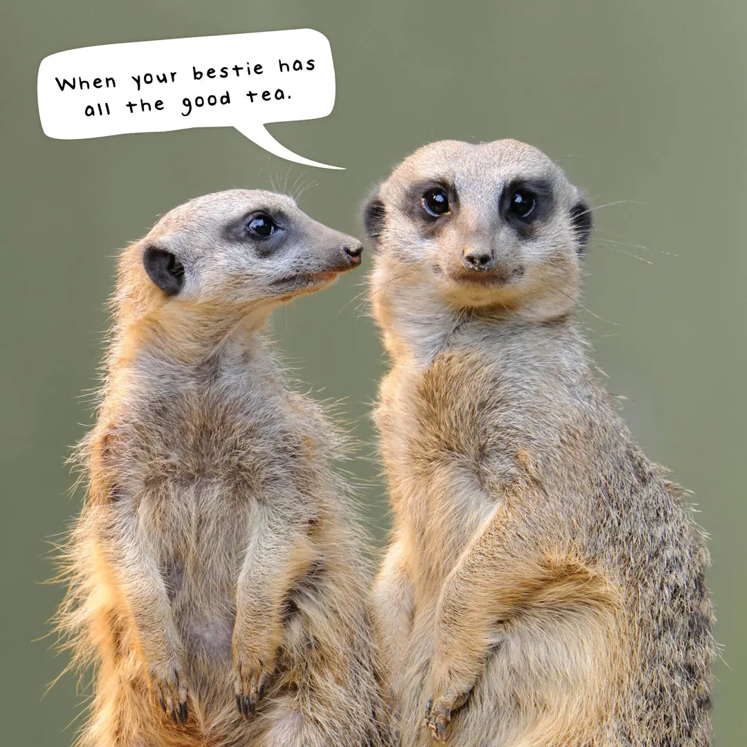 Paper Pocket Meerkats 2026 Calendar 2