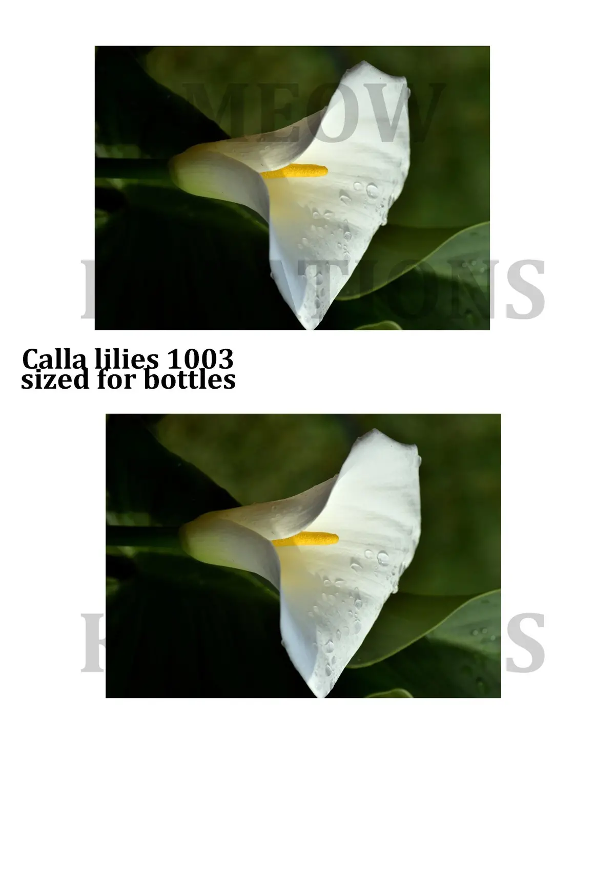 Calla Lillies 1003 1