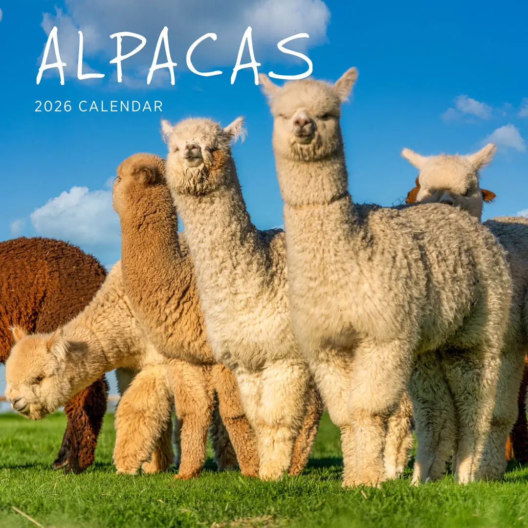 Paper Pocket Alpacas 2026 Calendar 1