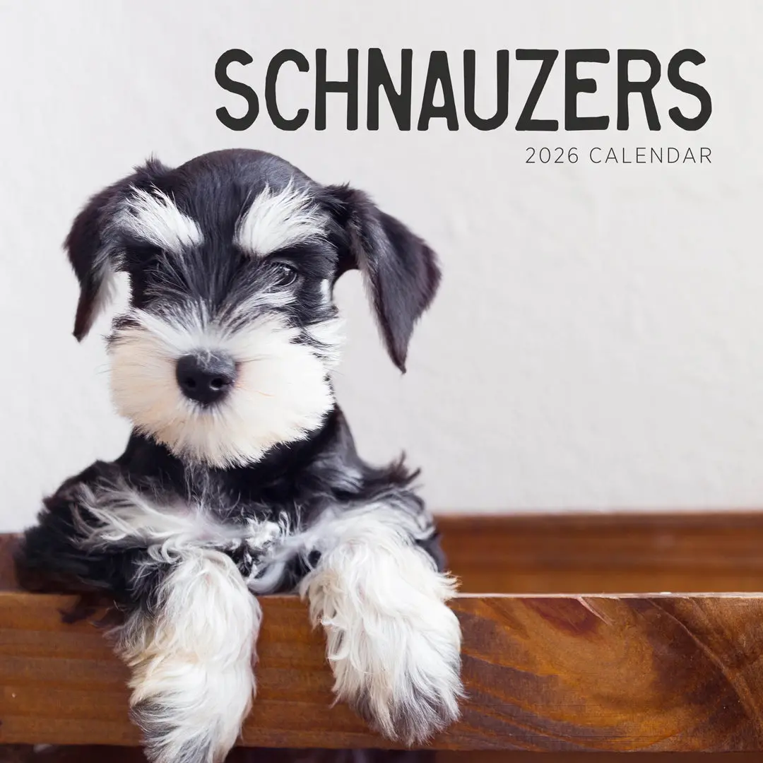 Paper Pocket Schnauzers 2026 Calendar 1