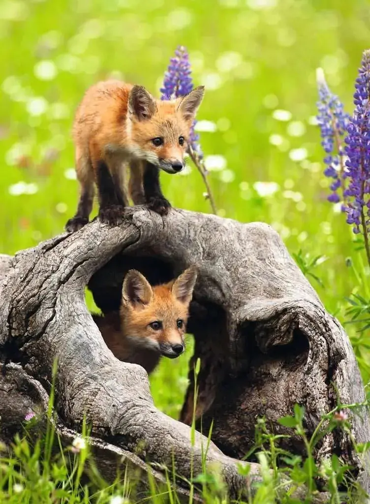 Ravensburger 300Pc Curious Foxes Puzzle 2