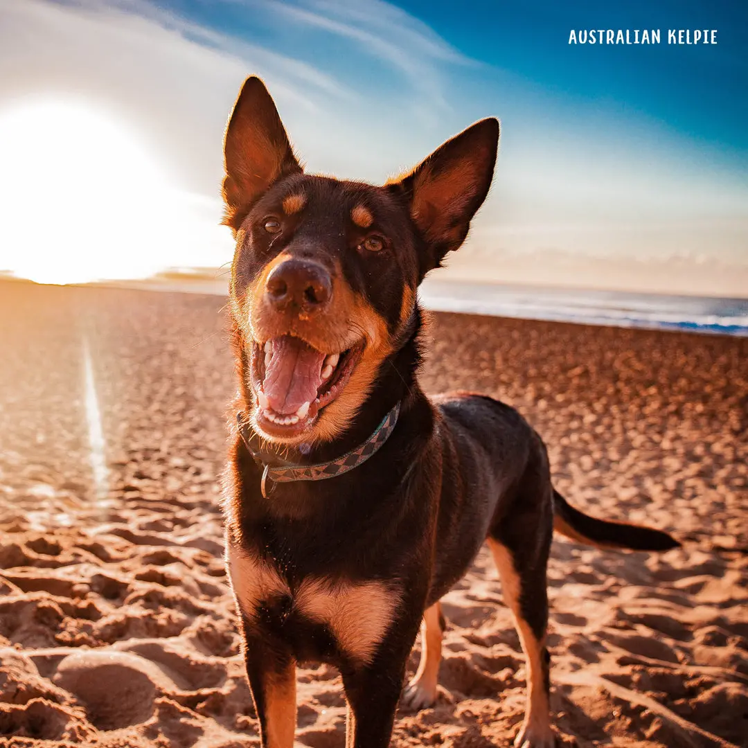 Paper Pocket Our Australia Working Dogs 2026 Calendar 2