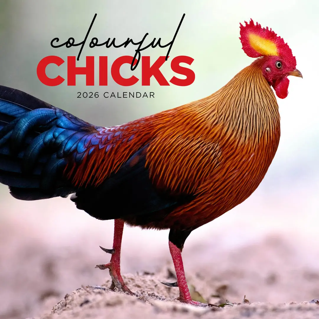 Paper Pocket Colourful Chicks 2026 Calendar 1