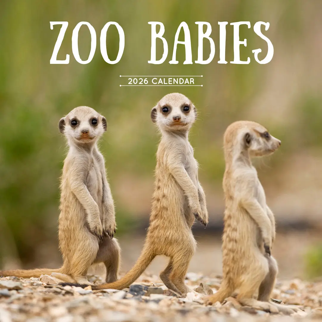 Paper Pocket Zoo Babies 2026 Calendar 1