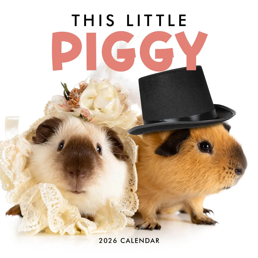 Paper Pocket This Little Piggy 2026 Calendar 1