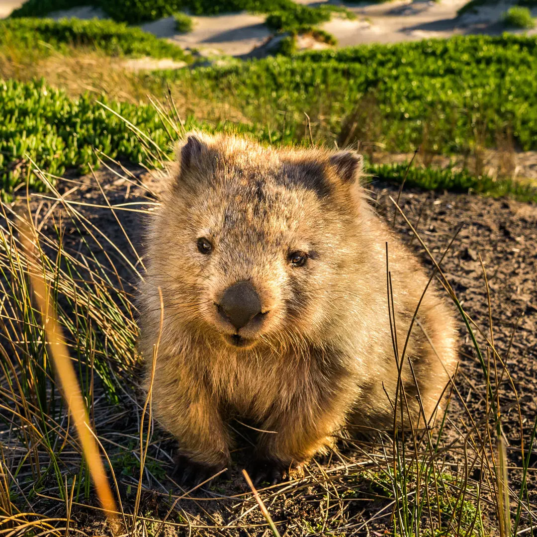 Paper Pocket Our Australia Native Animals 2026 Calendar 2