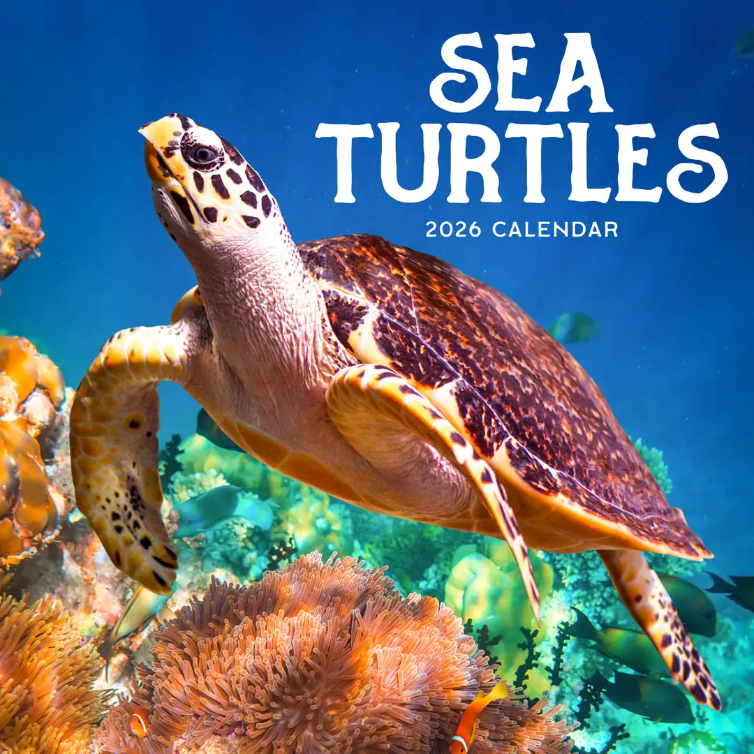 Paper Pocket Sea Turtles 2026 Calendar 1
