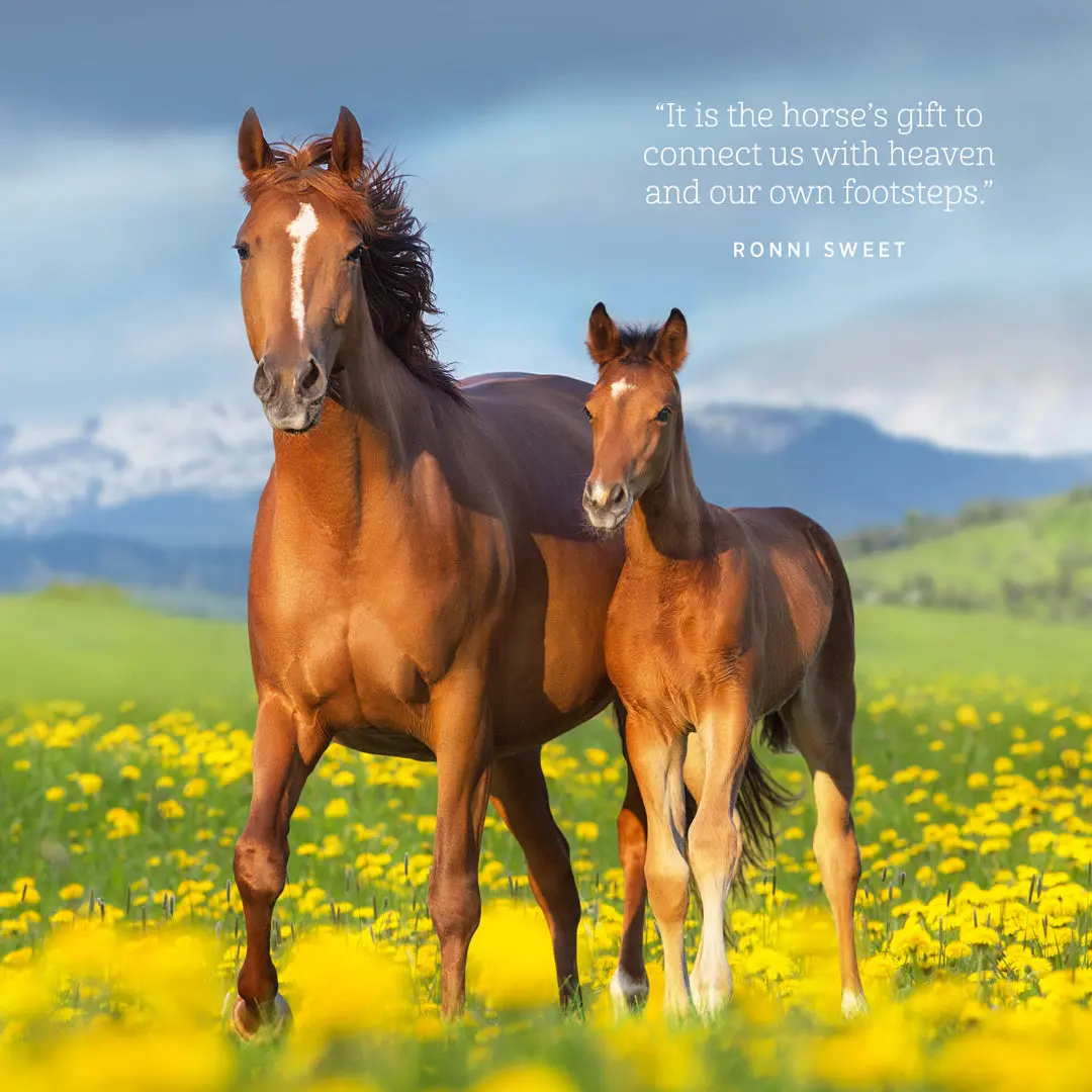 Paper Pocket The Love Of A Horse 2026 Calendar 2