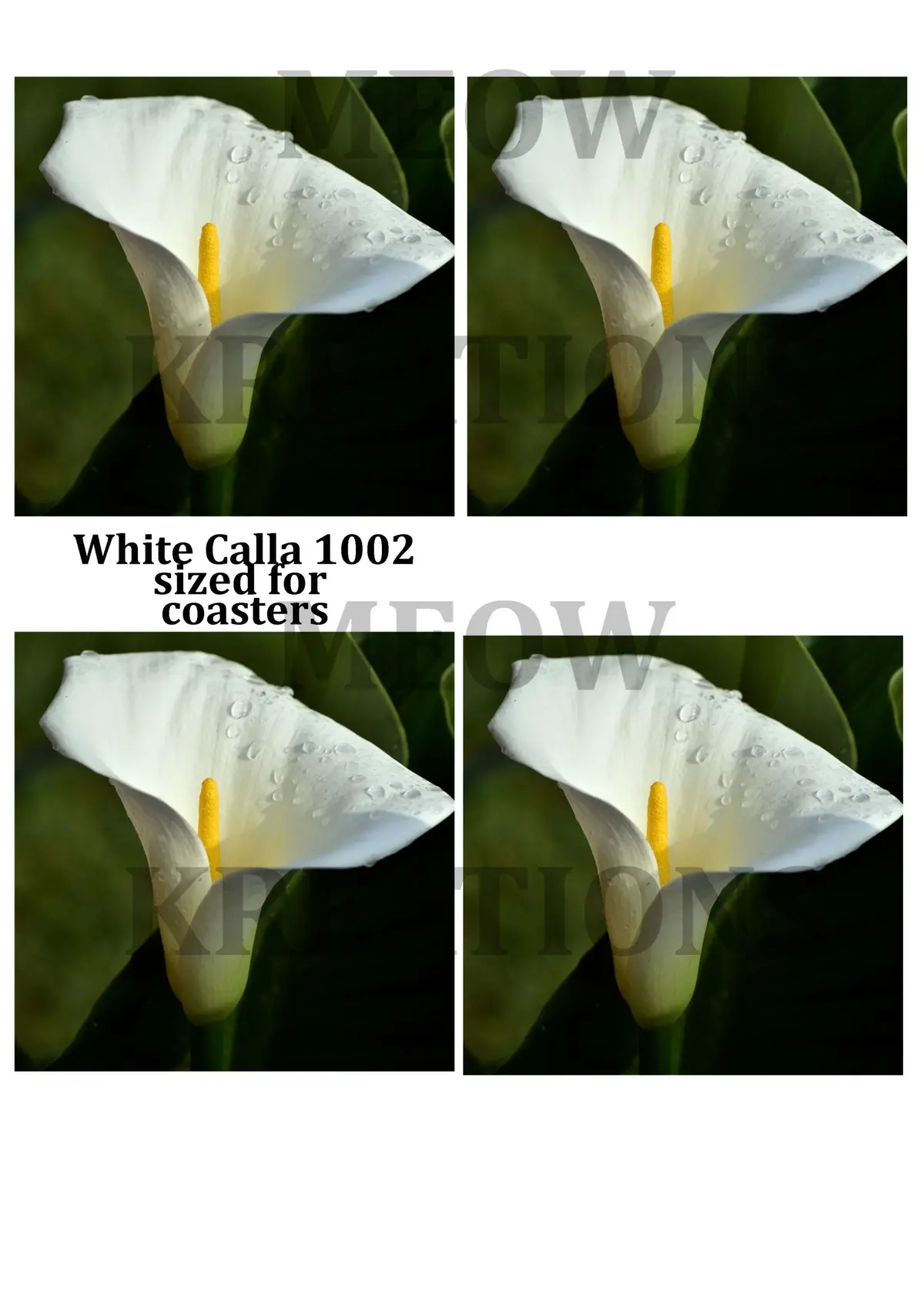 White Calla 1002 1